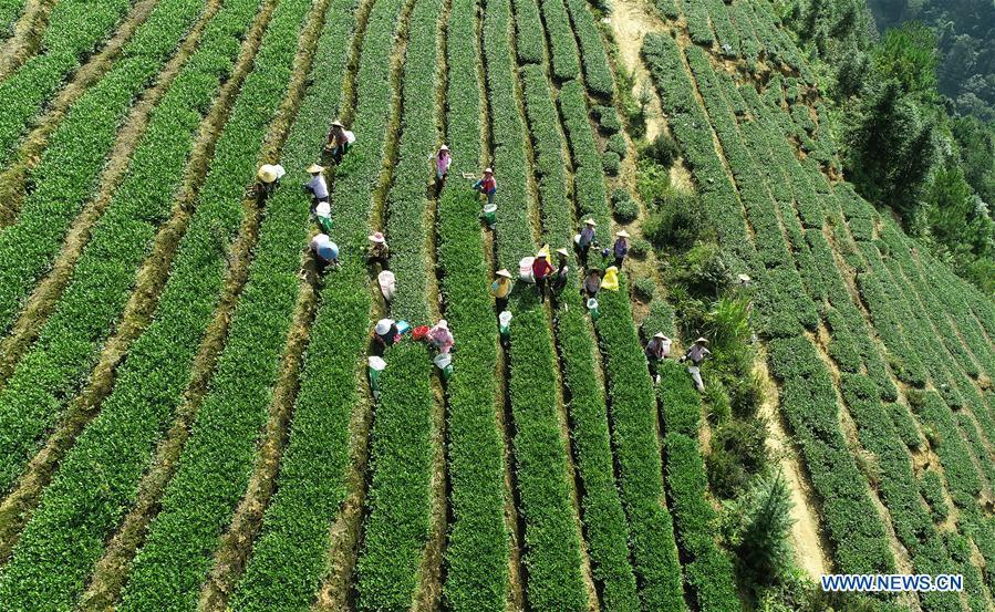 Aerial photo taken on Oct. 6, 2018 shows farmers picking tea leaves in Jiuzhai Village of Anxi County, southeast China\'s Fujian Province. Anxi County saw the harvest season for Tieguanyin autumn tea, a type of oolong tea. (Xinhua/Zhang Jiuqiang)