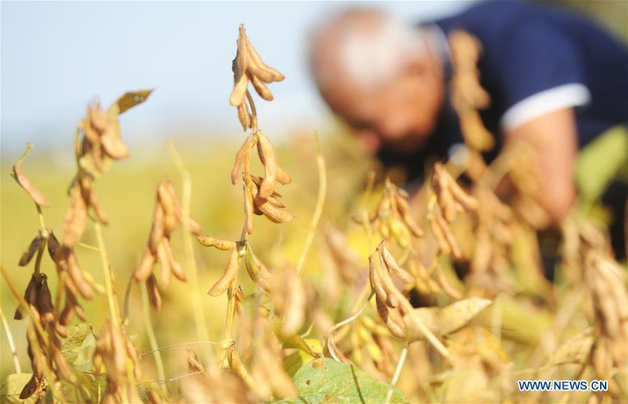 A farmer harvests soybeans at a field in Shuangying Village of Yangzhou City, east China\'s Jiangsu Province, Oct. 5, 2018. (Xinhua/Pu Liangping)