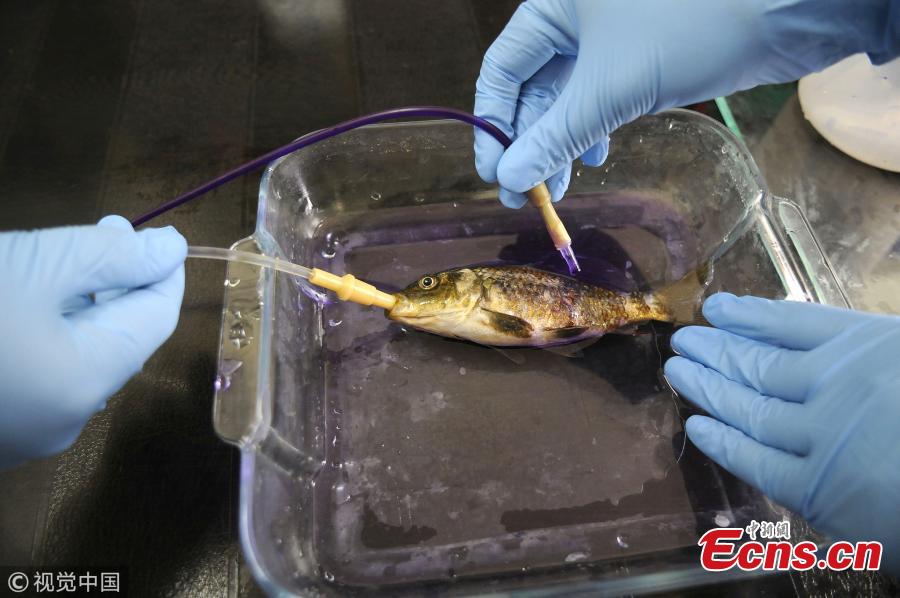 A fish species gets treatment at fish hospital in the premises of Sheri Kashmir University of Agricultural Sciences and Technology (SKUAST) in Srinagar, India, Oct. 5, 2018.  (Photo/VCG)