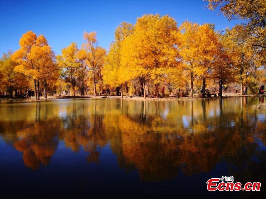 Tourists visit a populus euphratica, or desert poplar, forest in Jinta County, Northwest China\'s Gansu Province, Oct. 5, 2018. Covering 5,300 hectares, the forest in the west of the county is an important part of Three-North Shelter Forest Program, a national ecological engineering effort. (Photo: China News Service/Gao Hongshan)