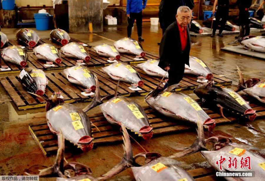 A wholesaler checks the quality of fresh tuna displayed at the last tuna auctions at the Tsukiji fish market before it moves to the new Toyosu market in Tokyo, Japan, Oct. 6, 2018. Tokyo’s famed Tsukiji market, the world’s largest fishmarket and a major tourist attraction, held its final tuna auction on Saturday before a controversial move to a new site next week. The 83-year-old Tsukiji market drew tens of thousands of visitors a year to its warren of stalls with exotic species of fish and fresh sushi. (Photo/Agencies)