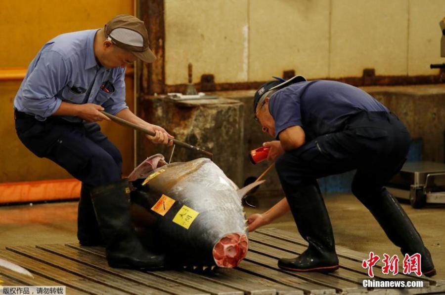Wholesalers check the quality of frozen tuna displayed at the last tuna auctions at the Tsukiji fish market before it moves to the new Toyosu market in Tokyo, Japan, Oct. 6, 2018. Tokyo’s famed Tsukiji market, the world’s largest fishmarket and a major tourist attraction, held its final tuna auction on Saturday before a controversial move to a new site next week. The 83-year-old Tsukiji market drew tens of thousands of visitors a year to its warren of stalls with exotic species of fish and fresh sushi. (Photo/Agencies)
