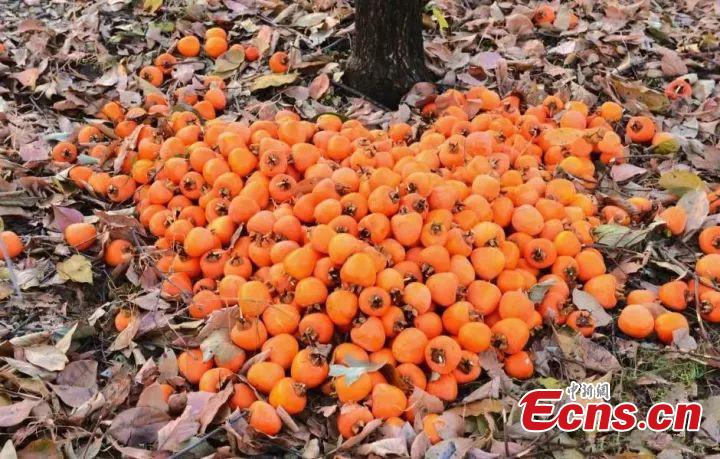 Yummy persimmons

Persimmons ripen during the season, making it a popular food that is said to be good for improving digestion and other health benefits .(Photo/China News Service)