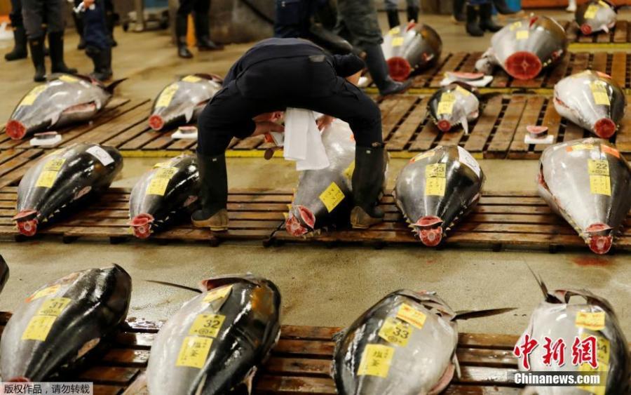 A wholesaler checks the quality of fresh tuna displayed at the last tuna auctions at the Tsukiji fish market before it moves to the new Toyosu market in Tokyo, Japan, Oct. 6, 2018. Tokyo’s famed Tsukiji market, the world’s largest fishmarket and a major tourist attraction, held its final tuna auction on Saturday before a controversial move to a new site next week. The 83-year-old Tsukiji market drew tens of thousands of visitors a year to its warren of stalls with exotic species of fish and fresh sushi. (Photo/Agencies)