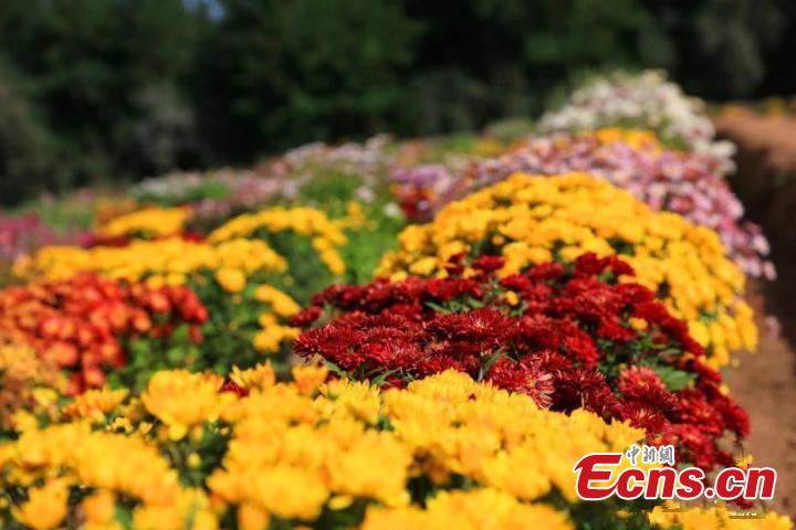 Blooming chrysanthemums

The chrysanthemum is known as one of the few flowers to bloom during the Cold Dew period so it is the iconic flower of the season.(Photo/China News Service)