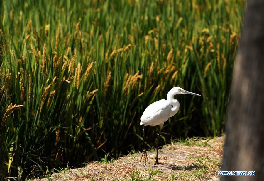 An egret is seen beside a rice field in Huguang Village of Maogang Town in Songjiang District of Shanghai, east China, Oct. 4, 2018. (Xinhua/Zhang Jiansong)