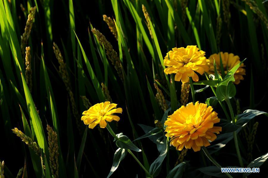 Zinnia flowers bloom amid a rice field in Huguang Village of Maogang Town in Songjiang District of Shanghai, east China, Oct. 4, 2018. (Xinhua/Zhang Jiansong)