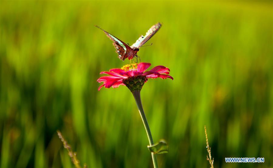 A butterfly rests on a flower in Huguang Village of Maogang Town in Songjiang District of Shanghai, east China, Oct. 4, 2018. (Xinhua/Zhang Jiansong)
