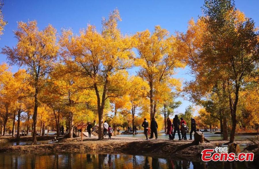 Tourists visit a populus euphratica, or desert poplar, forest in Jinta County, Northwest China\'s Gansu Province, Oct. 5, 2018. Covering 5,300 hectares, the forest in the west of the county is an important part of Three-North Shelter Forest Program, a national ecological engineering effort. (Photo: China News Service/Gao Hongshan)