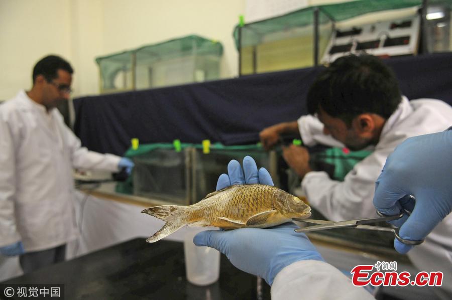 A fish species gets treatment at fish hospital in the premises of Sheri Kashmir University of Agricultural Sciences and Technology (SKUAST) in Srinagar, India, Oct. 5, 2018.  (Photo/VCG)