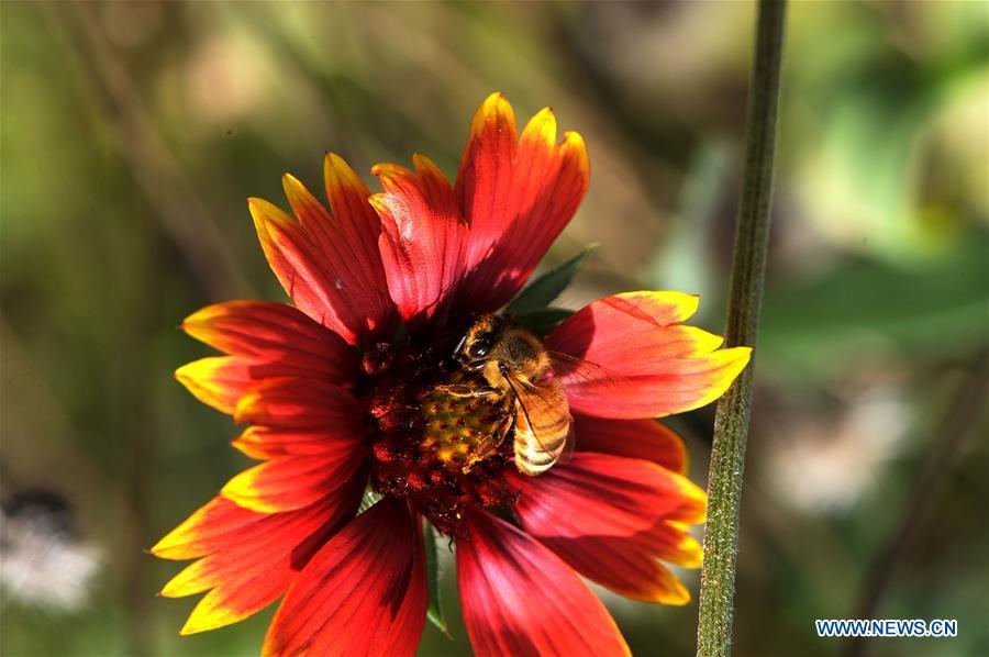 A bee gathers honey on a blooming flower at a park in Pujiang Town of Minghang District, east China\'s Shanghai, Oct. 3, 2018. (Xinhua/Zhang Jiansong)