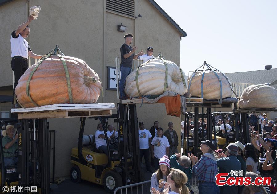 A view of the 45th Annual Safeway World Championship Pumpkin Weigh-Off in Half Moon Bay, California, Oct. 8, 2018. (Photo/Agencies)