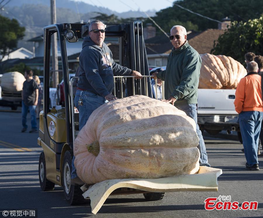 A view of the 45th Annual Safeway World Championship Pumpkin Weigh-Off in Half Moon Bay, California, Oct. 8, 2018. (Photo/Agencies)