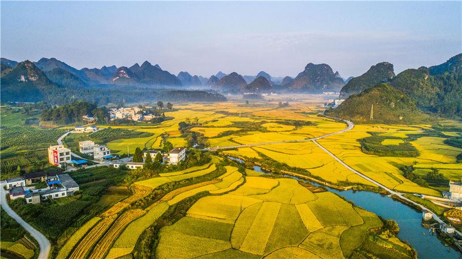 Golden rice fields in Baise, Southwest China\'s Guangxi Zhuang autonomous region, showcase the beautiful autumn landscape, on Oct. 5, 2018. (Photo/Asianewsphoto)