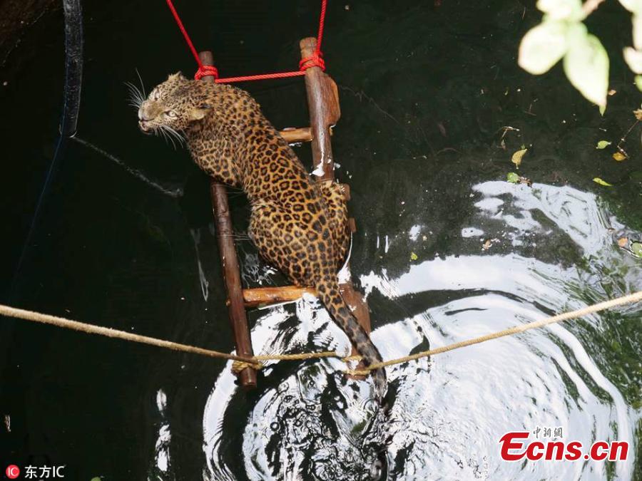 A seven-year-old female leopard escaped a narrow brush with death after falling into a 9-meter-deep well in Yadavwadi village located in Belhe, Otur range, India. The animal was rescued by Wildlife SOS and the state forest department. (Photo/IC)