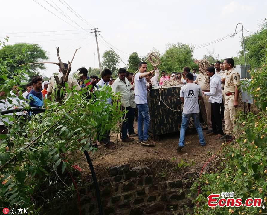 A seven-year-old female leopard escaped a narrow brush with death after falling into a 9-meter-deep well in Yadavwadi village located in Belhe, Otur range, India. The animal was rescued by Wildlife SOS and the state forest department. (Photo/IC)