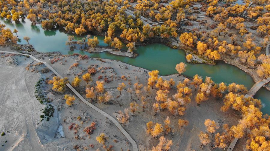 Aerial photo taken on Oct. 10, 2018 shows the autumn scenery of the populus euphratica forest in Ejin Banner, north China\'s Inner Mongolia Autonomous Region. The golden leaves in autumn attract many tourists. (Xinhua/Zou Yu)