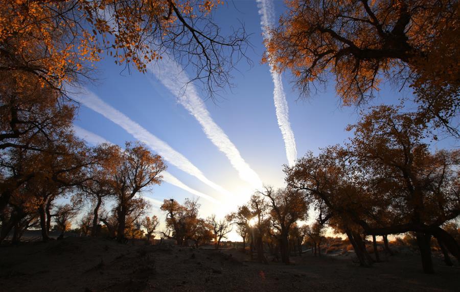 Trees of populus euphratica are seen in Ejin Banner, north China\'s Inner Mongolia Autonomous Region, Oct. 10, 2018. The golden leaves in autumn attract many tourists. (Xinhua/An Xiya)
