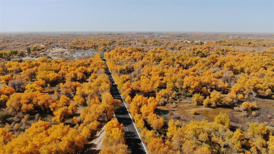 Trees of populus euphratica are seen in Ejin Banner, north China\'s Inner Mongolia Autonomous Region, Oct. 10, 2018. The golden leaves in autumn attract many tourists. (Xinhua/Zou Yu)