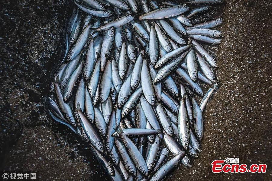 Hundreds of fish have been founded stranded on Gwithian beach, Cornwall, England. It is the third incident of stranded fish at beaches in Cornwall in less than three weeks. (Photo/VCG)