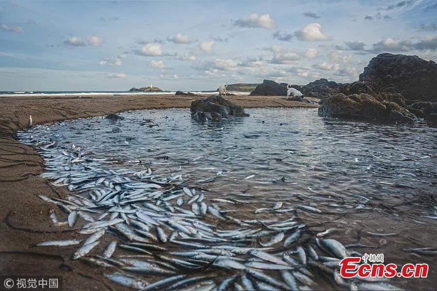 Hundreds of fish have been founded stranded on Gwithian beach, Cornwall, England. It is the third incident of stranded fish at beaches in Cornwall in less than three weeks. (Photo/VCG)
