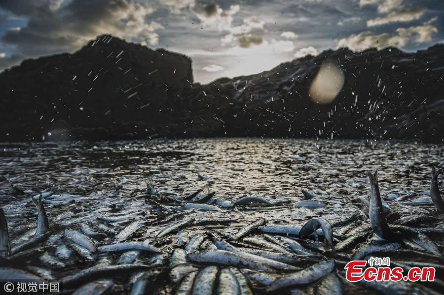 Hundreds of fish have been founded stranded on Gwithian beach, Cornwall, England. It is the third incident of stranded fish at beaches in Cornwall in less than three weeks. (Photo/VCG)