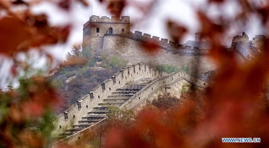A section of the Badaling Great Wall is pictured through maple leaves in Yanqing District of Beijing, capital of China, Oct. 10, 2018. (Xinhua/Li Xin)