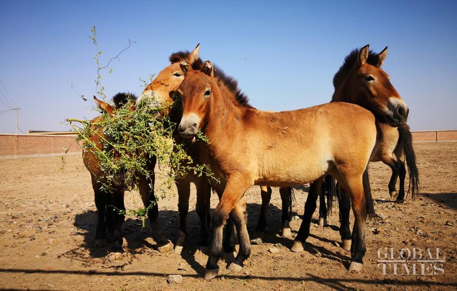 Przewalski\'s horses are the only existing wild horse in the world and the species even has a longer history than giant pandas. There are approximately 400 wild Przewalski\'s horses in Northwest China\'s Xinjiang Uyghur Autonomous Region. Here\'s a look at these rare horses at a breeding center in Jimsar county, Changji Hui Autonomous Prefecture, Xinjiang Uyghur Autonomous Region. (Photos: Cui Meng/GT)