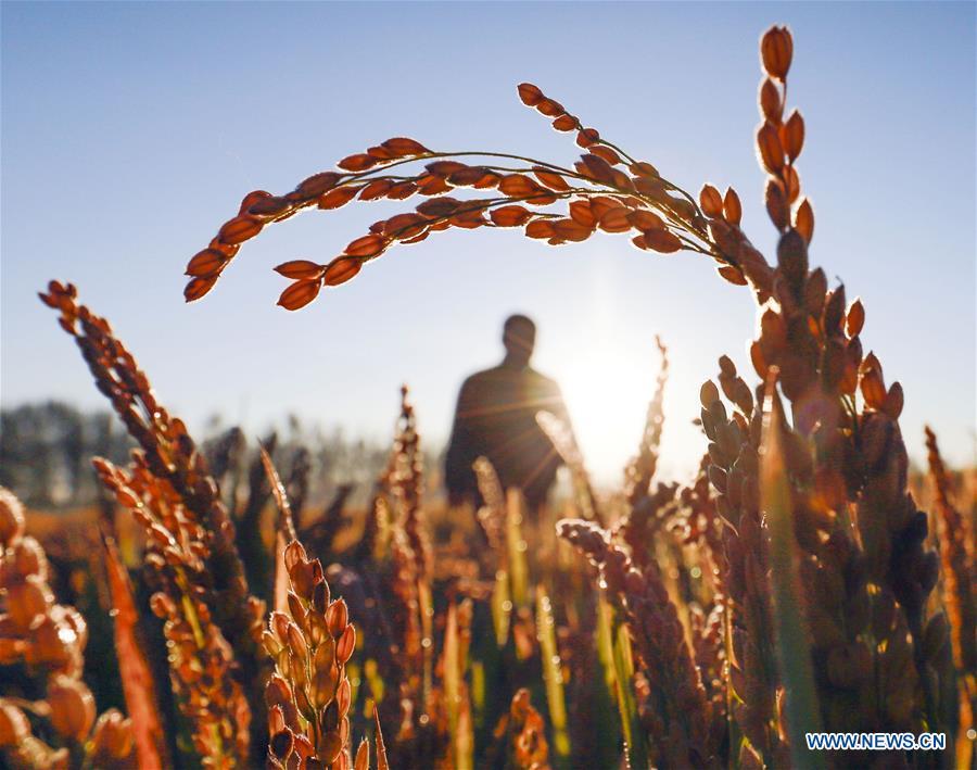 Photo taken on Oct. 10, 2018 shows a farmer working in the field in Qiandaodi Village of Zunhua City, north China\'s Hebei Province. (Xinhua/Liu Mancang)