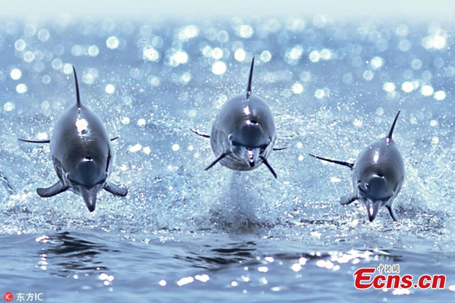 Photo taken by Mithun C Mohan, 36, shows the moment three dolphins leaping out of the water in open sea near the Muscat Coast in Oman. They could be mistaken for fighter jets as they jump towards the camera in perfect unison. (Photo/IC)