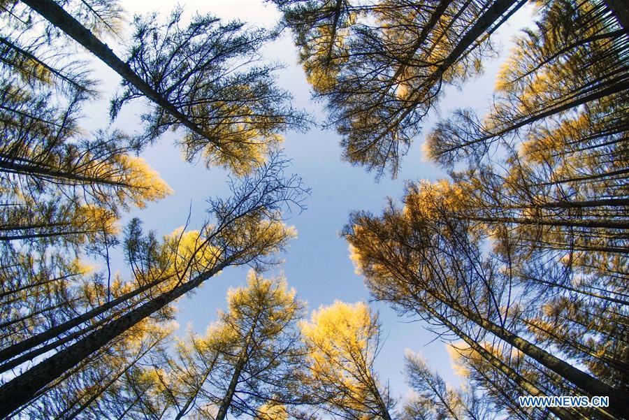 Photo taken on Oct. 7, 2018 shows a scenery in the Saihanba National Forest Park in Chengde, north China\'s Hebei Province. (Xinhua/Liu Mancang)