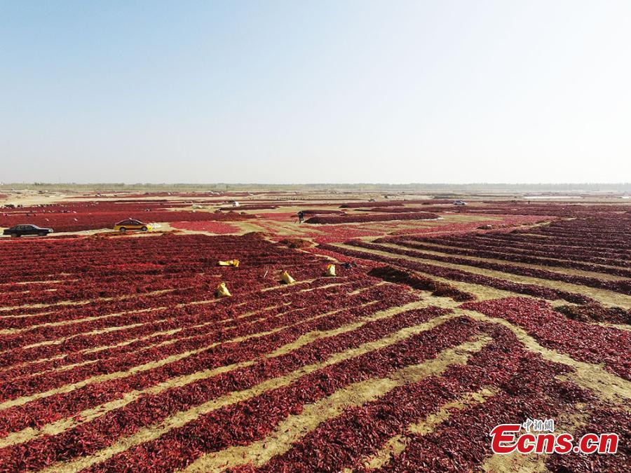 Farmers reap chilies in a fiery red field in the Yanqi area of the Xinjiang Production and Construction Corps (XPCC), a quasi-military, governmental organization in the Xinjiang Uygur autonomous region. Yanqi, with its fertile soils and long sunshine hours, is a major production base for chilies. A main source of income for the region, the high-quality chilies sell well in provinces including Shandong, Shaanxi, Hebei and Shanxi. (Photo: China News Service/He Fei)
