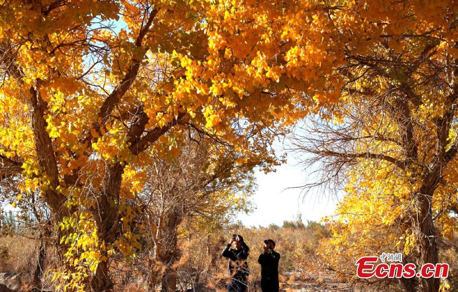Tourists visit a forest of desert poplar or populus euphratica in Huangqu Town, Dunhuang City, Northwest China\'s Gansu Province. During the autumn months, the town has drawn tourists eager to see the striking golden leaves of the trees against clear, blue skies. (Photo: China News Service/Li Xiaoling)