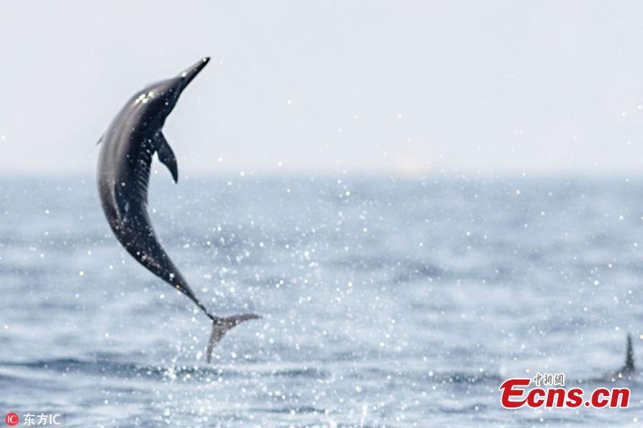 Photo taken by Mithun C Mohan, 36, shows the moment three dolphins leaping out of the water in open sea near the Muscat Coast in Oman. They could be mistaken for fighter jets as they jump towards the camera in perfect unison. (Photo/IC)