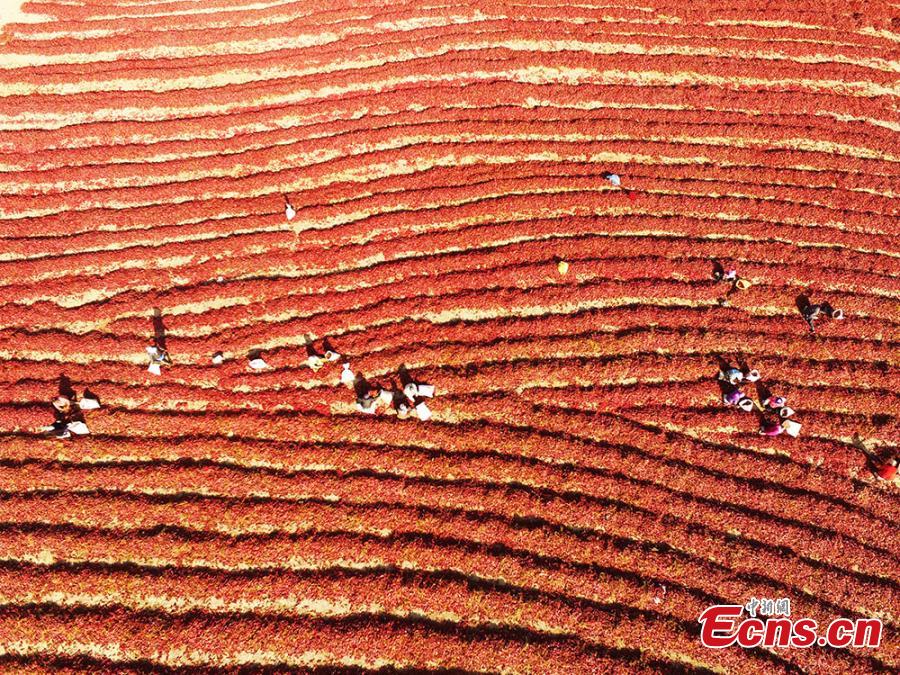 Farmers reap chilies in a fiery red field in the Yanqi area of the Xinjiang Production and Construction Corps (XPCC), a quasi-military, governmental organization in the Xinjiang Uygur autonomous region. Yanqi, with its fertile soils and long sunshine hours, is a major production base for chilies. A main source of income for the region, the high-quality chilies sell well in provinces including Shandong, Shaanxi, Hebei and Shanxi. (Photo: China News Service/He Fei)