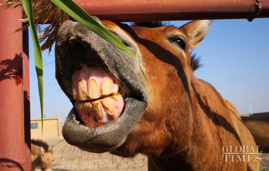 Przewalski\'s horses are the only existing wild horse in the world and the species even has a longer history than giant pandas. There are approximately 400 wild Przewalski\'s horses in Northwest China\'s Xinjiang Uyghur Autonomous Region. Here\'s a look at these rare horses at a breeding center in Jimsar county, Changji Hui Autonomous Prefecture, Xinjiang Uyghur Autonomous Region. (Photos: Cui Meng/GT)