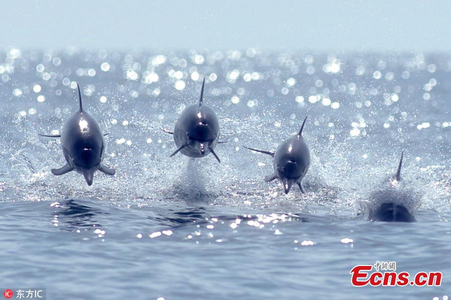 Photo taken by Mithun C Mohan, 36, shows the moment three dolphins leaping out of the water in open sea near the Muscat Coast in Oman. (Photo/IC)