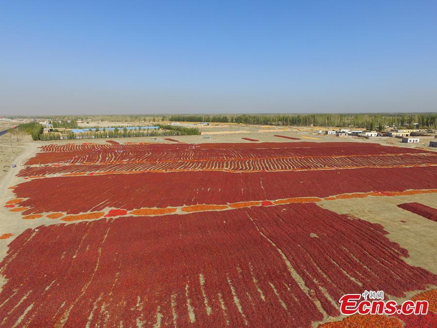 Farmers reap chilies in a fiery red field in the Yanqi area of the Xinjiang Production and Construction Corps (XPCC), a quasi-military, governmental organization in the Xinjiang Uygur autonomous region. Yanqi, with its fertile soils and long sunshine hours, is a major production base for chilies. A main source of income for the region, the high-quality chilies sell well in provinces including Shandong, Shaanxi, Hebei and Shanxi. (Photo: China News Service/He Fei)