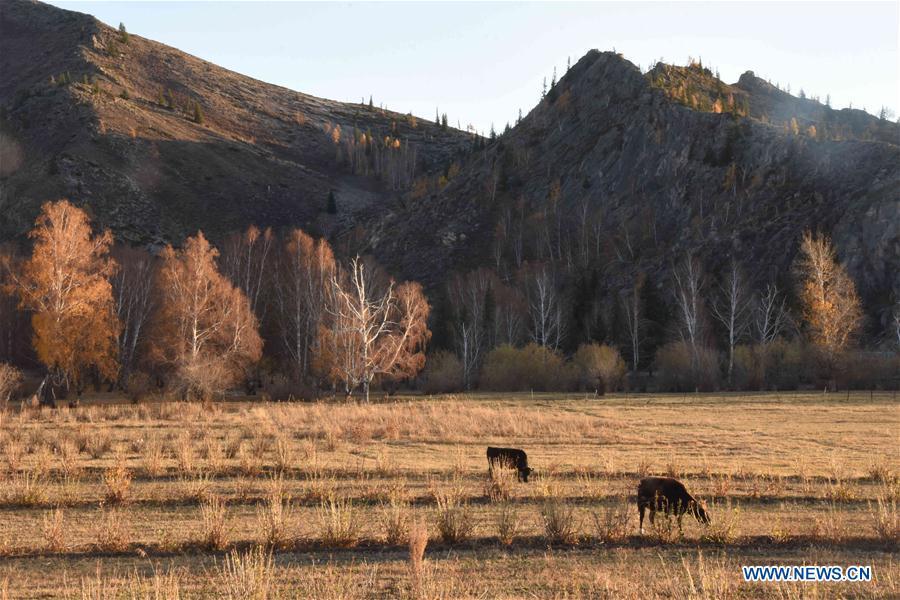Photo taken on Oct. 10, 2018 shows a scenery at the Keketuohai UNESCO Global Geopark in northwest China\'s Xinjiang Uygur Autonomous Region. Xinjiang officially opened its first geopark in Keketuohai on Wednesday. Located south of the Altay Mountains and at the source of the Irtysh River, the park covers more than 2,300 square kilometers. Visitors will be able to enjoy breathtaking views including the Irtysh Grand Canyon, a huge mine crater, lakes, mountains, a waterfall, fossils and rivers. UNESCO announced eight new global geoparks in May last year, including Keketuohai. (Xinhua/Zhang Xiaolong)