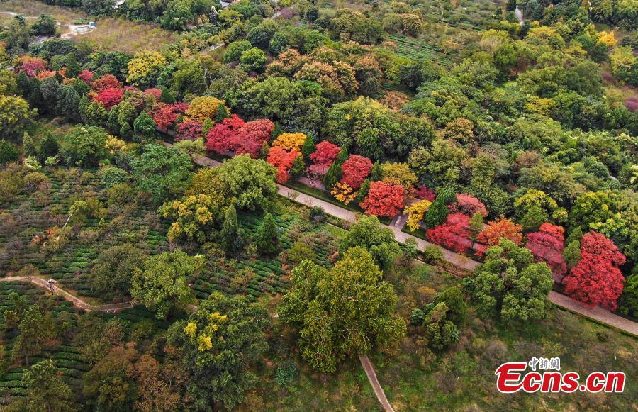 A view of the Shixiang Road, flanked by trees with great autumn foliage, at the Ming Xiaoling Mausoleum in Nanjing City, East China’s Jiangsu Province, Oct. 15, 2018. At the southern foot of Purple Mountain, Xiaoling is the mausoleum of the first Ming Dynasty (1368-1644) emperor Zhu Yuanzhang. (Photo: China News Service/Yang Bo)