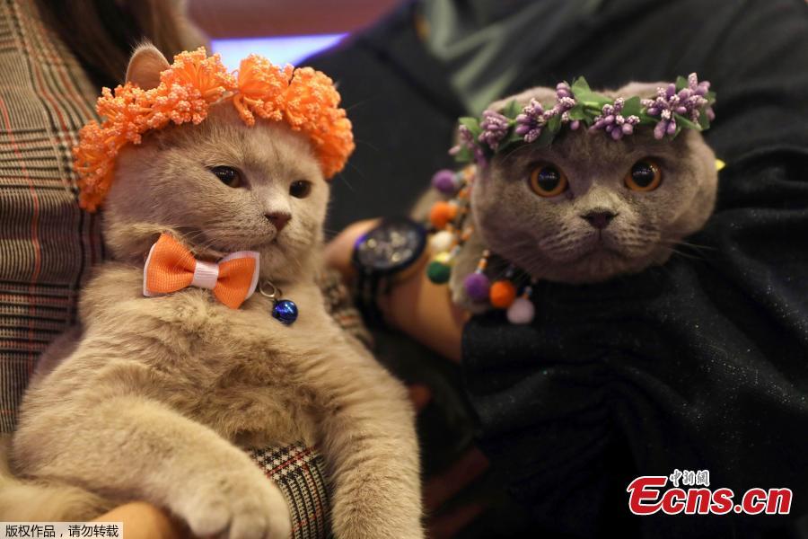 This picture shows two cats wearing accessories during the 3rd International Pursaklar Cat Beauty Fest\', organized by Pursaklar Municipality in Ankara, Turkey, October 14, 2018. (Photo/Agencies)
