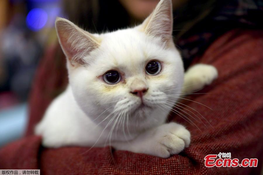 This picture shows a white cat during the 3rd International Pursaklar Cat Beauty Fest\', organized by Pursaklar Municipality, in Ankara, Turkey, October 14, 2018. (Photo/Agencies)