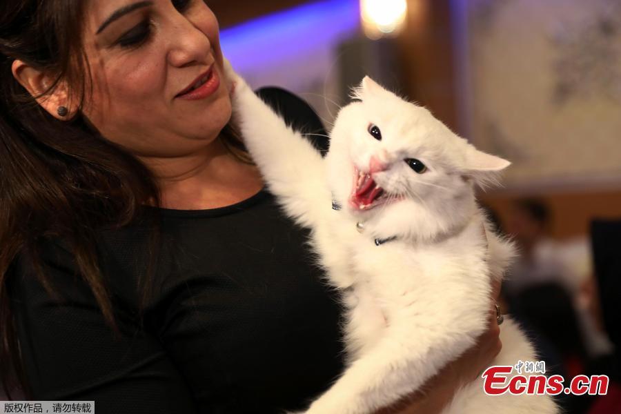 A woman carries a white cat during the 3rd International Pursaklar Cat Beauty Fest\', organized by Pursaklar Municipality in Ankara, Turkey, October 14, 2018. (Photo/Agencies)