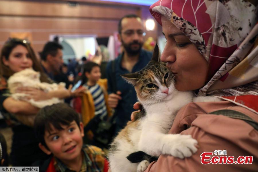 A woman carries a white cat during the 3rd International Pursaklar Cat Beauty Fest\', organized by Pursaklar Municipality in Ankara, Turkey, October 14, 2018. (Photo/Agencies)