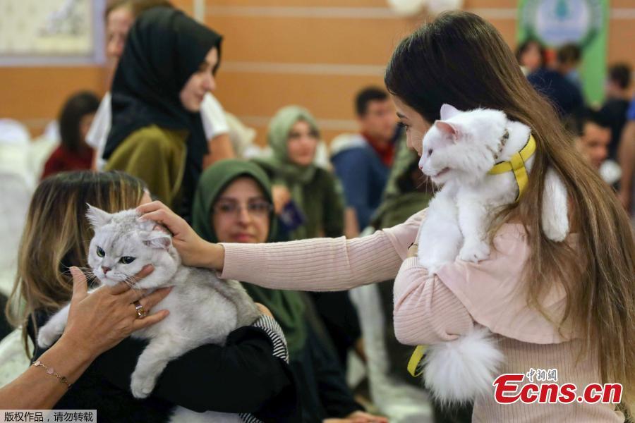 Two women speak as they carry their cats during the 3rd International Pursaklar Cat Beauty Fest\', organized by Pursaklar Municipality, in Ankara, Turkey, October 14, 2018. (Photo/Agencies)