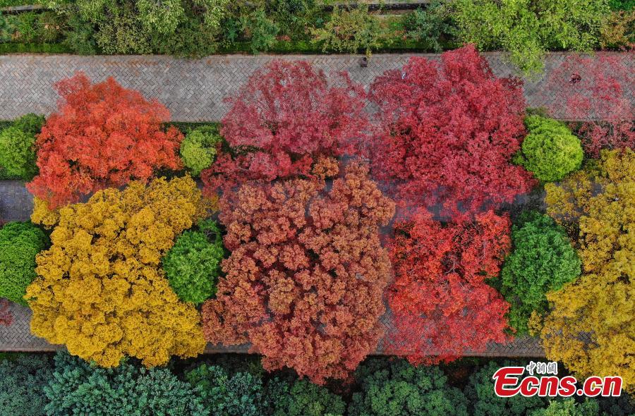A view of the Shixiang Road, flanked by trees with great autumn foliage, at the Ming Xiaoling Mausoleum in Nanjing City, East China’s Jiangsu Province, Oct. 15, 2018. At the southern foot of Purple Mountain, Xiaoling is the mausoleum of the first Ming Dynasty (1368-1644) emperor Zhu Yuanzhang. (Photo: China News Service/Yang Bo)