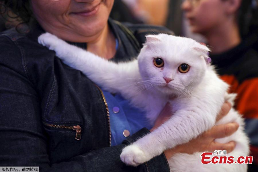 A woman carries a white cat during the 3rd International Pursaklar Cat Beauty Fest\', organized by Pursaklar Municipality in Ankara, Turkey, October 14, 2018. (Photo/Agencies)