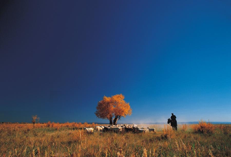 A herd of livestock is near a golden Euphrates poplar tree in Karamay, Xinjiang Uygur autonomous region. (Photo provided to China Daily)
