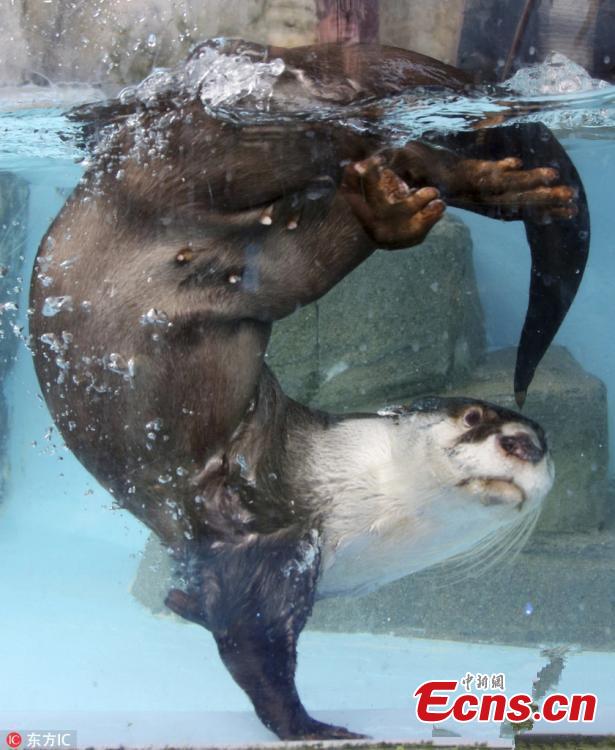 An African clawless otter swims at a water theme park in Mie Prefecture, Japan, Oct. 13, 2018. (Photo/Agencies)