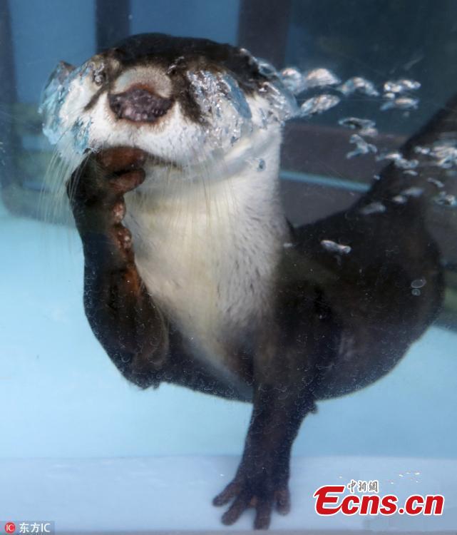 An African clawless otter swims at a water theme park in Mie Prefecture, Japan, Oct. 13, 2018. (Photo/Agencies)